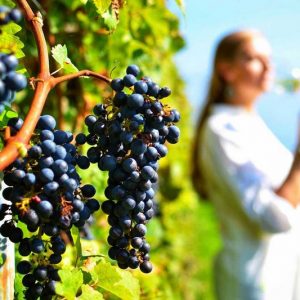 Wine tasting Tour in Nemea